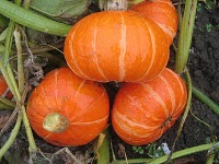 Orange Cutie Pumpkin